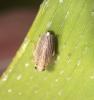 Ommatissus binotatus